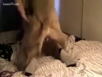 Big ass babe on a dog oral sex